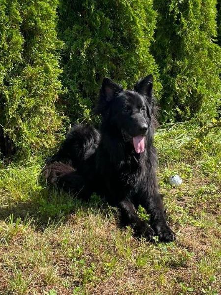 Eine tief verletzte Hundeseele